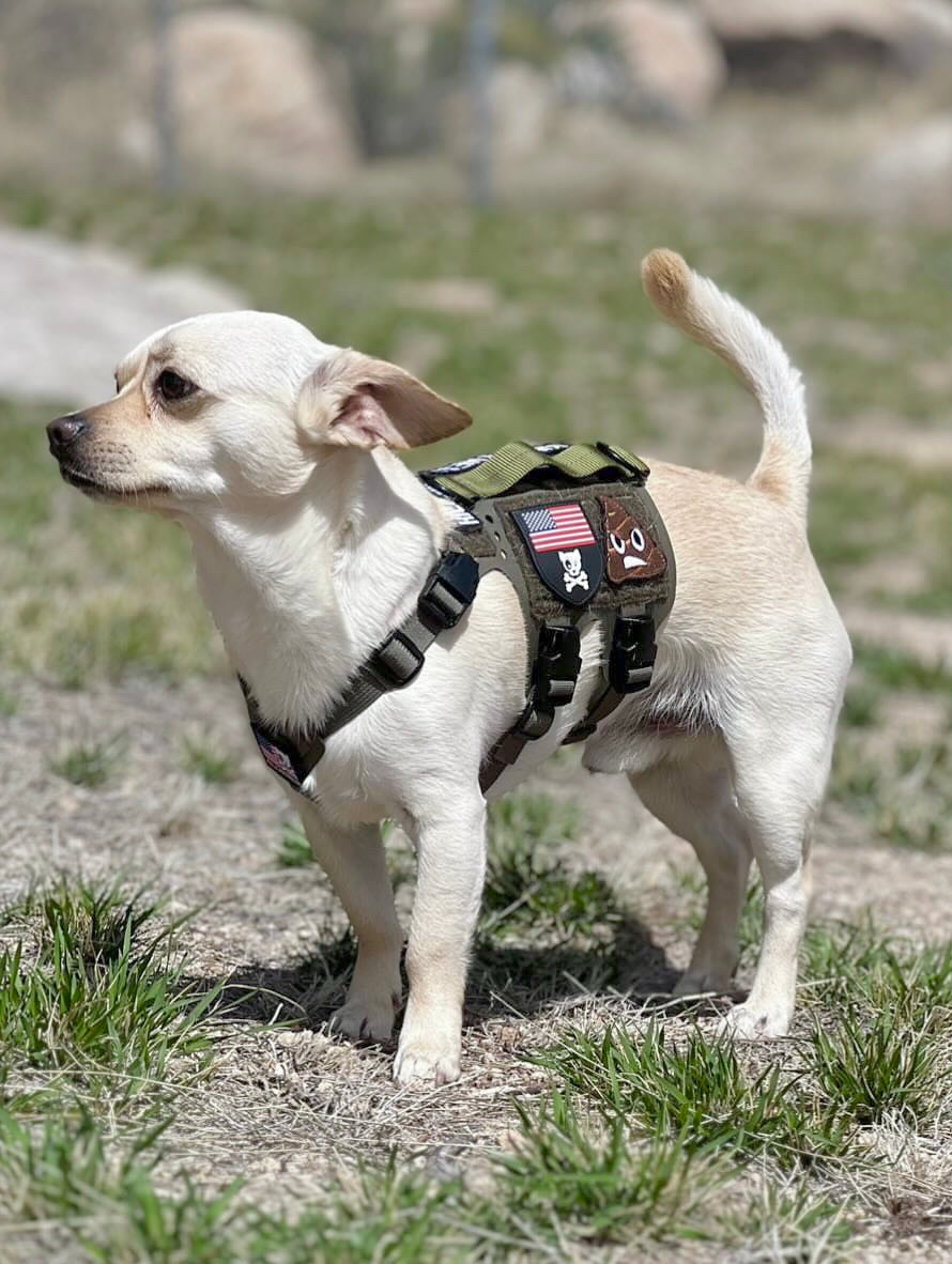 Essential Pet Supplies for a Happy and Healthy Companion in 2026